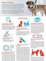 Fact Sheet: Debunking Parvo Myths | Humanepro By The Humane Society Of The  United States