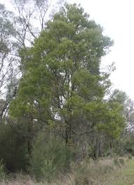 Image result for Acacia melanoxylon
