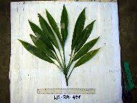 Image result for Chlorophytum zingiberastrum