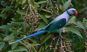 Malabar Parrot For Sale Parakeet Pet Birds Nature Birds