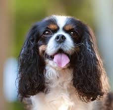 Cavalier king charles puppies … who doesn't love them? 7 Things To Know About Cavalier King Charles Spaniels American Kennel Club