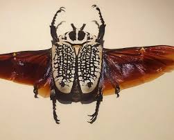 Image result for Culcasia orientalis