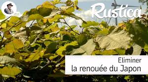 La renouée du japon est une plante vivace qui pousse en asie et plus particulièrement au japon. Eliminer La Renouee Du Japon Youtube