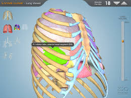 Living Lung A 3d Interactive Model Of The Lungs Human Body Science Science Teaching Resources Teaching Science