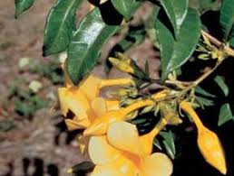 Image result for Tabernanthe iboga