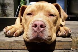 The breed was first introduced in ireland, and the breed's ancestors are the old family red nose. Red Nose Pitbull What To Know Before Buying All Things Dogs All Things Dogs