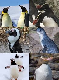 Emperor penguins are the largest of all the different kinds of penguin. Penguin Wikipedia