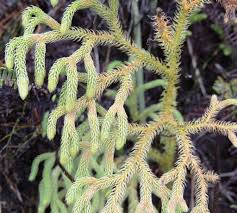 Image result for Lycopodiella cernua