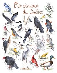 Print Birds Of Quebec Watercolor Birds Painting Nature Art Etsy Watercolor Bird Birds Painting Bird Poster