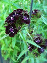 Black Dianthus Dianthus Flowers Dianthus Barbatus Dark Flowers