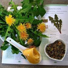 Maybe you would like to learn more about one of these? How To Make Dandelion Tea From Roots Flowers And Leaves Gardensall