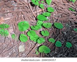 Image result for Nervilia petraea