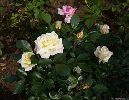 Music Box Rose Photo Rose Photos Box Roses Beautiful Roses