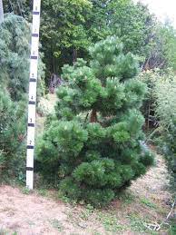 Subspecies of japanese black pine, pinus thunbergii, (native to coastal japan and south korea)tree characteristicsshape: Japanese Black Pine Coniferous Forest