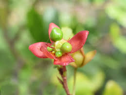 Image result for Ochna kirkii