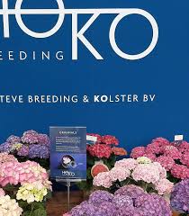 Image result for Ozoroa macrophylla