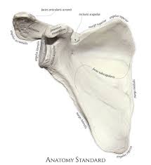 The Costal Anterior Surface Of The Scapula Scapula Body Anatomy Human Body Anatomy