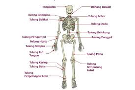 Inilah pembahasan selengkapnya mengenai buku paket bahasa jawa kelas 9 kurikulum 2013. Fungsi Tulang Hasta Pengumpil Serta Gambarnya Kunci Jawaban Tema 1 Kelas 5 Halaman 64 65 Ringtimes Bali Halaman 3