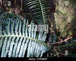 Image result for Blechnum attenuatum