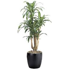 Image result for Dracaena fragrans