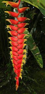 Machu Picchu The Galapagos Islands Hanging Lobster Claw Heliconia Rostrata Heliconia Flowers Photography Plant Leaves