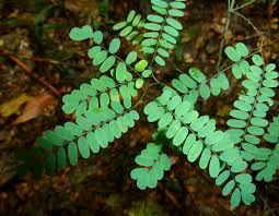 Image result for Dalbergia