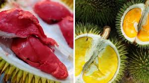 Bambangan mangifera pajang, is nutrient dense fruit support for several functions of the whole body. Kenali 5 Jenis Durian Hutan Yang Terdapat Di Borneo Borneodihati Org Laman Socialtainment Borneoborneodihati Org Laman Socialtainment Borneo