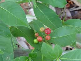 Image result for Rauvolfia nana