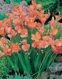 Image result for Tritonia moggii