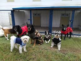 Trabajar, visitar a amigos y familiares, hacer recados y gestiones, el ocio y muchas otras cosas forman parte de nuestra vida y no siempre pueden acompañarnos nuestras mascotas. Wuf Vas A Viajar Y No Sabes Donde Dejar A Tu Perro Conoce Estos 5 Hospedajes Wuf El Comercio Peru