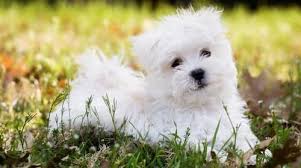 maltese puppy care raising a happy healthy puppy