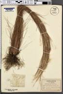 Image result for Andropogon festuciformis