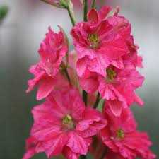 Delphinium Larkspur Carmine King Flower Seed White Seed Company Flower Seeds Larkspur Delphinium