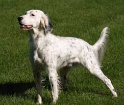 English setter pups in virginia. Dogs Puppies For Sale Pupcity Com
