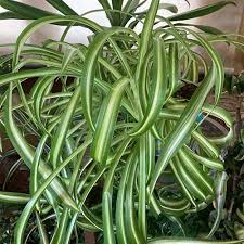 Image result for Chlorophytum