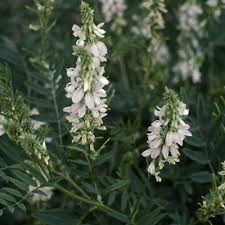 Image result for Oxyanthus goetzei