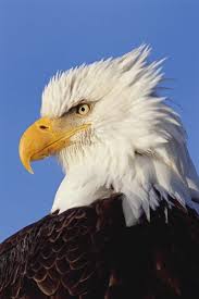 Birds That Look Like Bald Eagles True Patriot Bald Eagle Bald Eagle Eagle Birds Of Prey