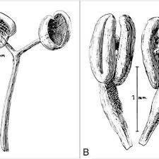 Image result for Stemodia serrata