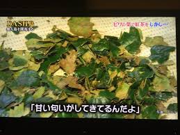 白金びわ茶 On Twitter 基本的なびわ茶の作り方と同じでしたね すごいです 紅茶のような色にするには 白金びわ茶のようにびわ種を入れるのが正解です そしてびわ種の入ったびわ茶は白金びわ茶だけ