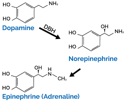 Image result for Dopamine