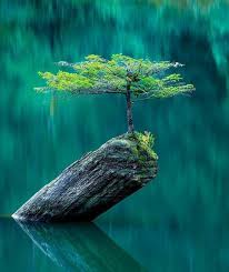 This free wallpaper gallery features bird, flower, wildlife, landscape, reptile, scenic, insect and sunset pictures. Science Nature Scienceandthen1 Twitter