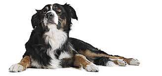 Dognition Find The Genius In Your Dog Dogs Your Dog Dog Eyes