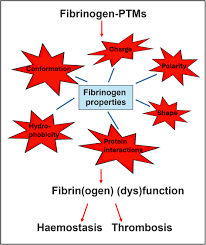 Image result for Fibrinogen