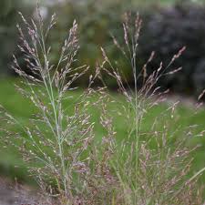 Image result for Panicum monticola