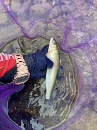 揖保川 鮎 釣り ブログ