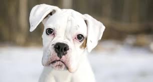 There is an appiication process in order to adoption from us. White Boxer Dog Pros And Cons Of Owning A White Boxer