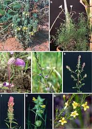 Image result for Alectra vogelii