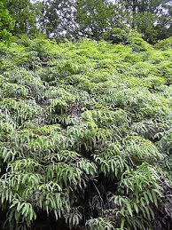 Image result for Dicranopteris elegantula