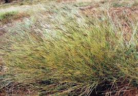 Image result for Dichanthium