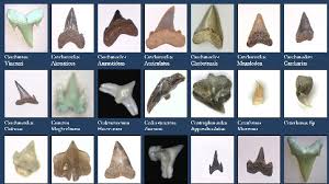 Phatfossils Fossil Shark Teeth And Other Fossils From The